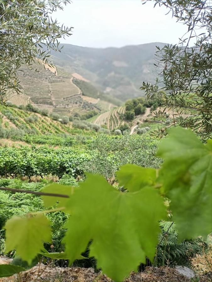 Quinta Da Laceira - Douro Valley - Alojamento Local Vila Real Zewnętrze zdjęcie